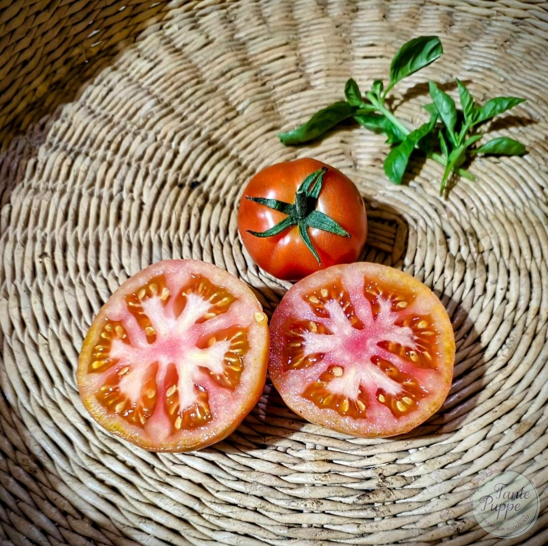 Tomate Peron Sprayless