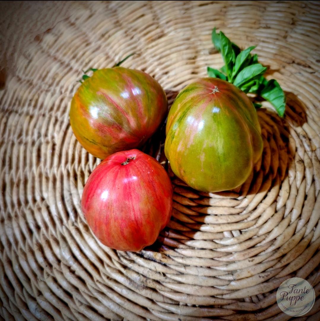 Tomate Green and Pink