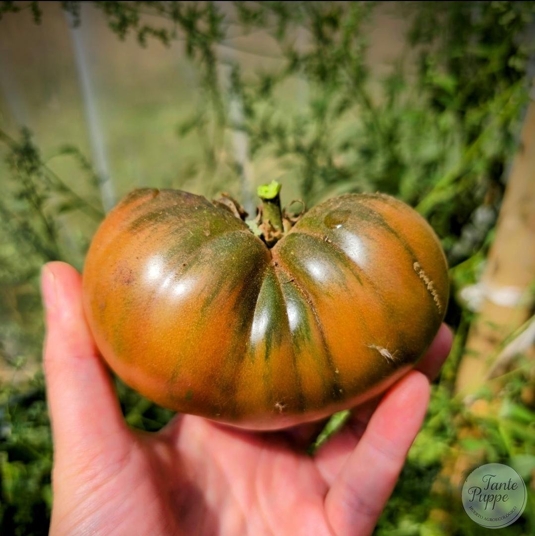 Tomate Murano