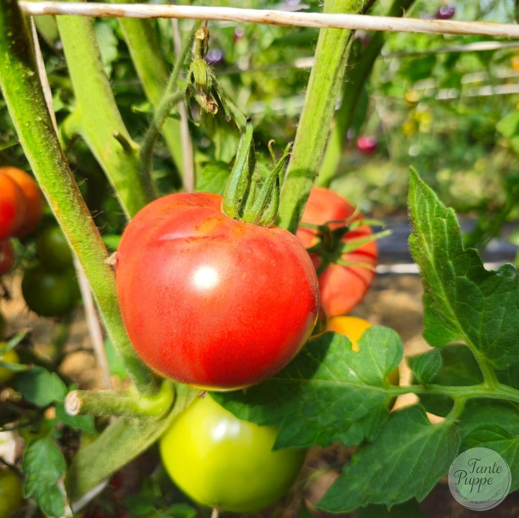 Tomate Mountain Princess