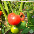 Tomate Mountain Princess