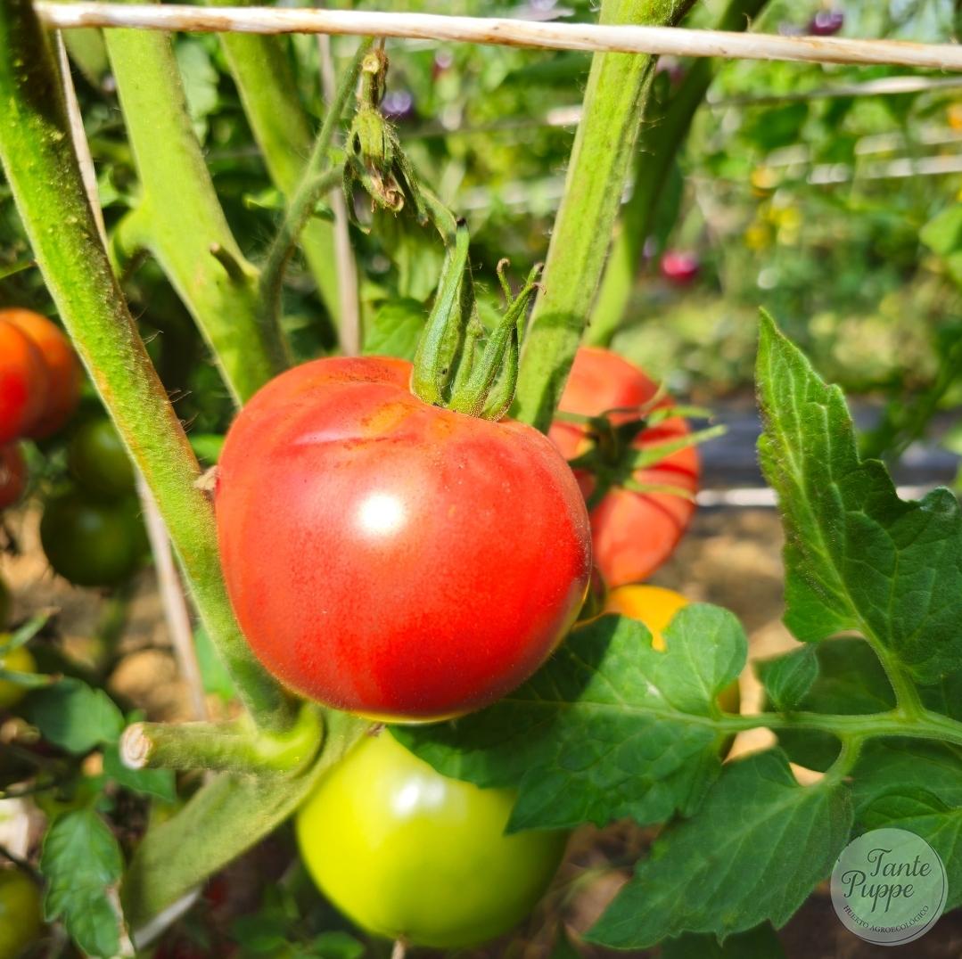 Tomate Mountain Princess