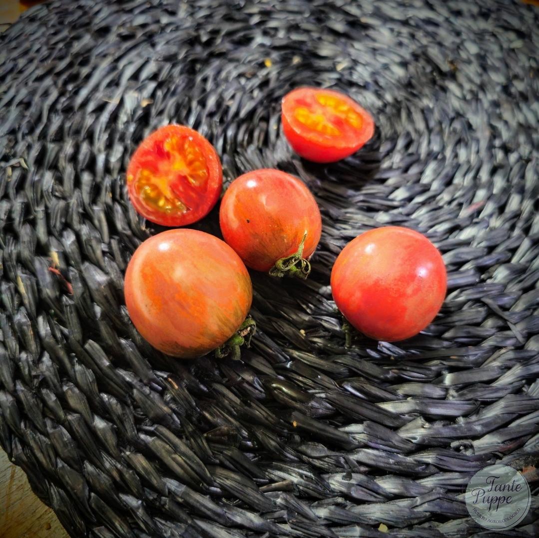 Tomate Artisan Pink Bumblebee