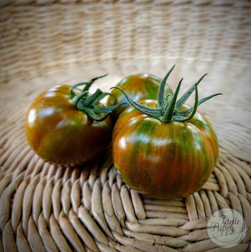 Tomate Spike