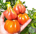 Tomate Tulip Pink