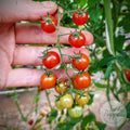 Tomate Tenca