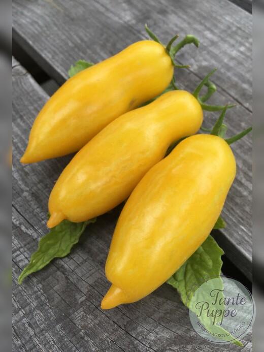 Tomate Banana Leg