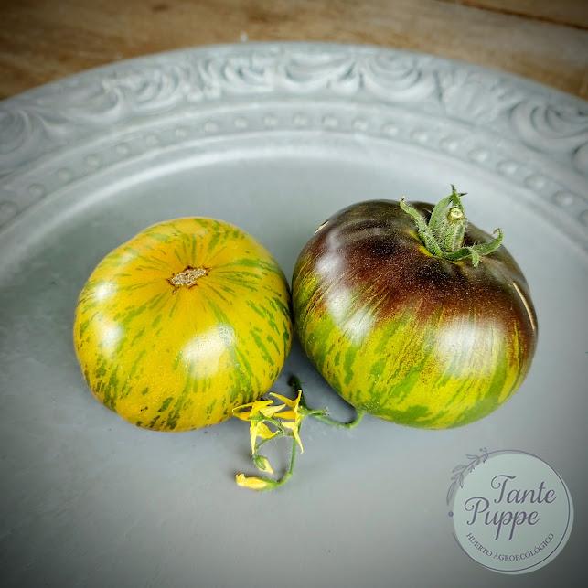 Tomate Xanadu Green Goddess