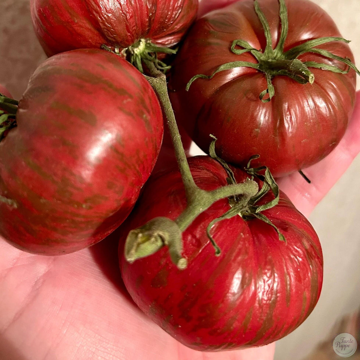 Tomate Adelaide Festival Dwarf