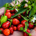 Chile Piquín.