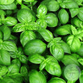 Semillas albahaca Genovesa