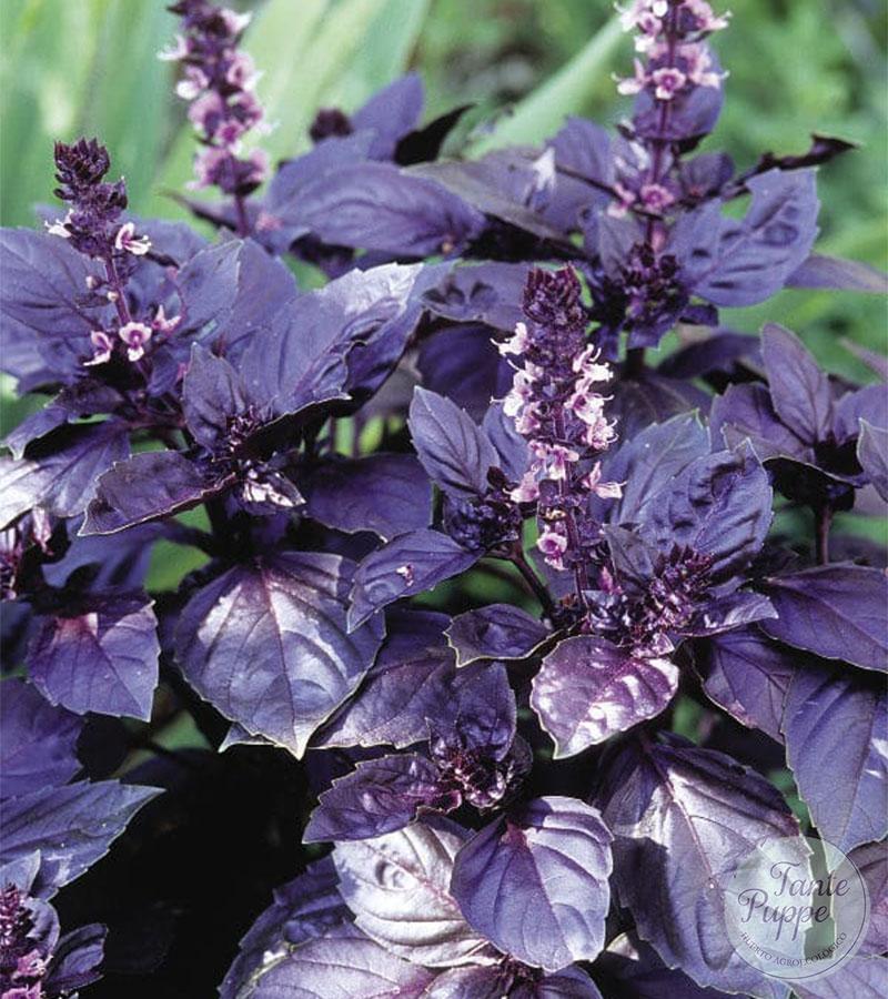 Albahaca morada