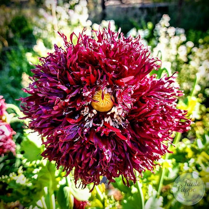 Amapola Black Swan