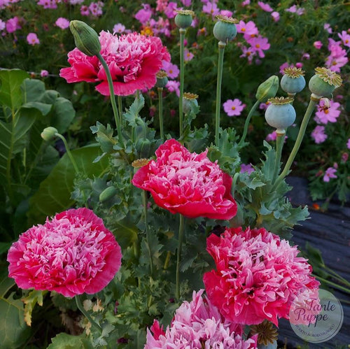 Amapola Fucsia mix