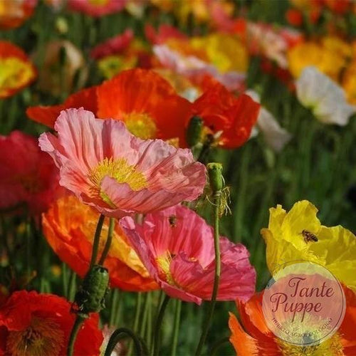 Amapola islándica mix