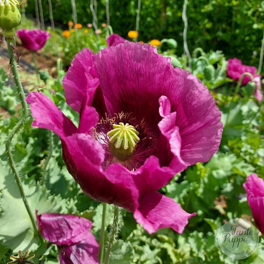 Amapola Morada