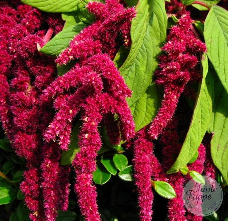 Amaranto rojo