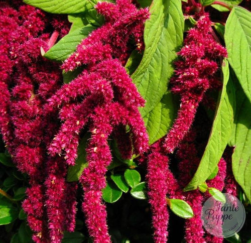 Amaranto rojo