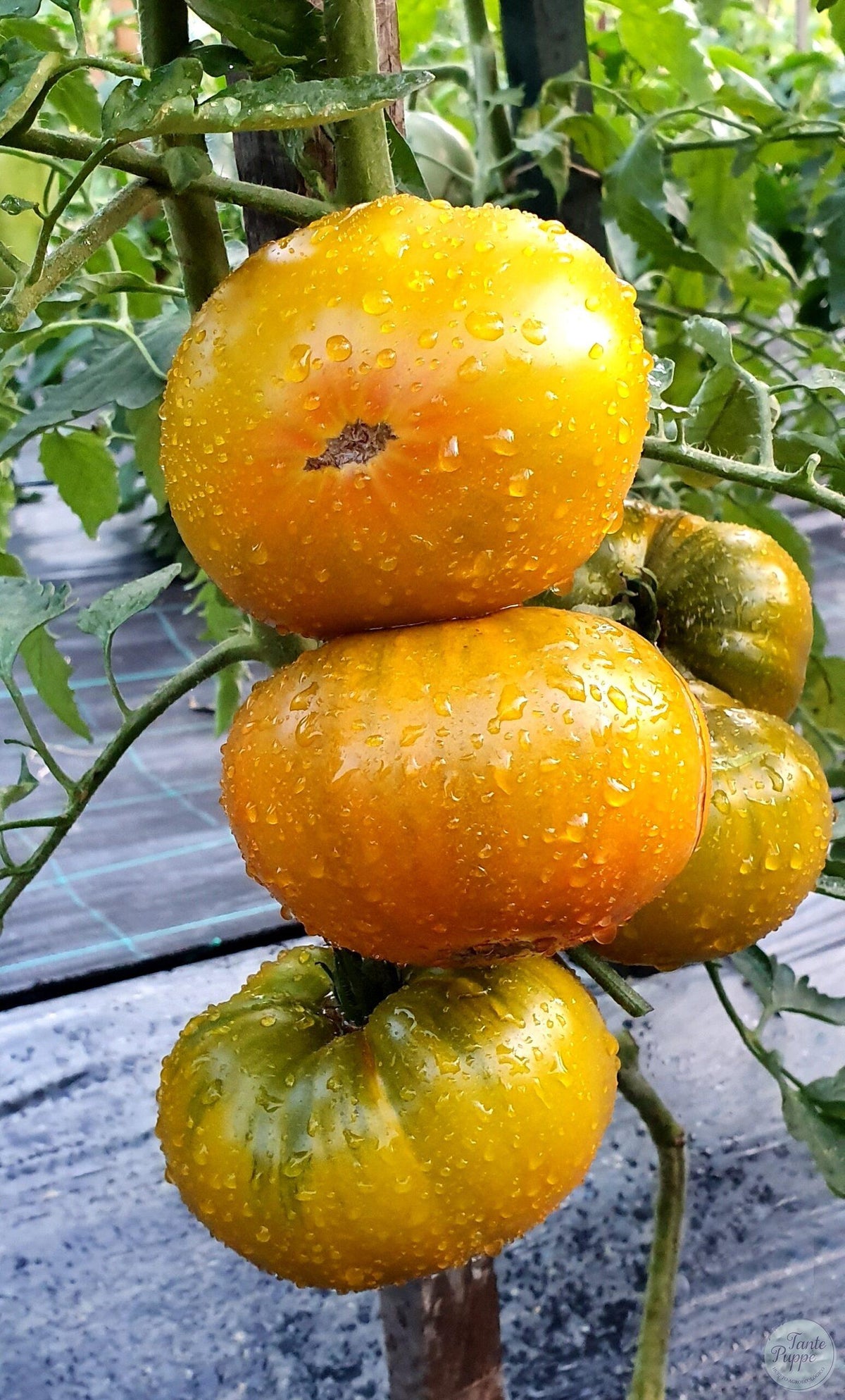 Tomate Amber Room