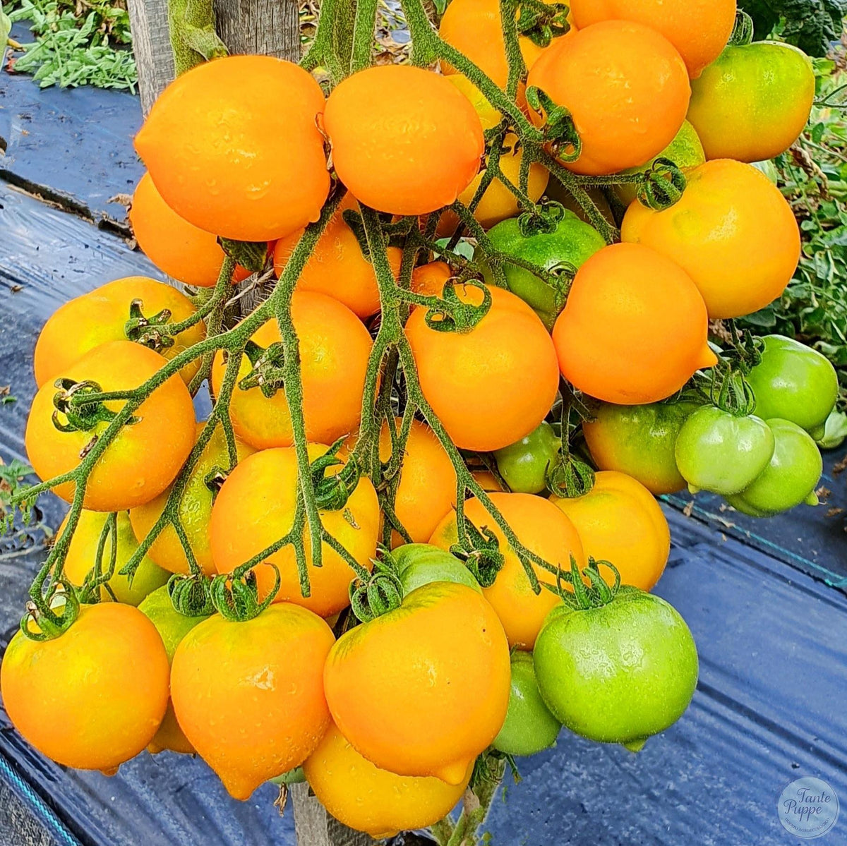 Tomate Ana Hermann