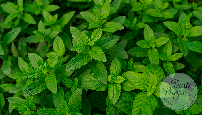 Menta.