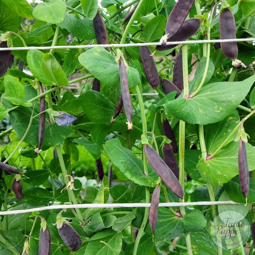 Arveja Sugar Magnolia morada