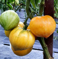 Tomate Beauty Mark