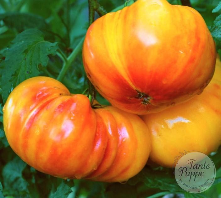 Tomate Big Rainbow