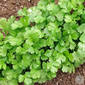 Cilantro