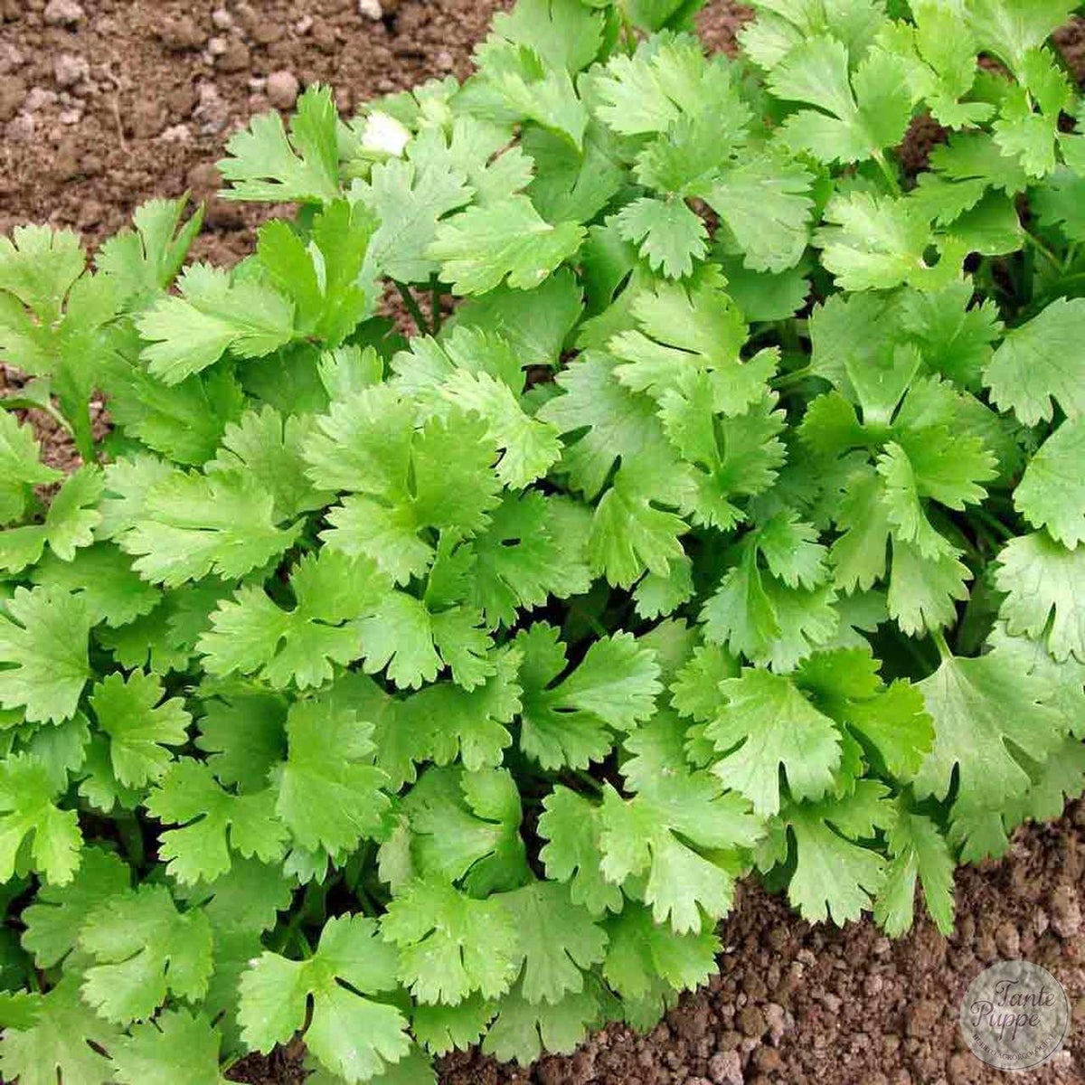 Cilantro