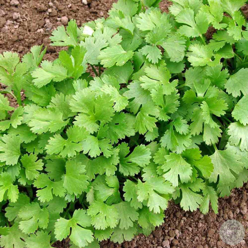 Cilantro