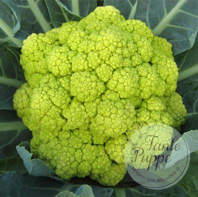 Coliflor Macerata
