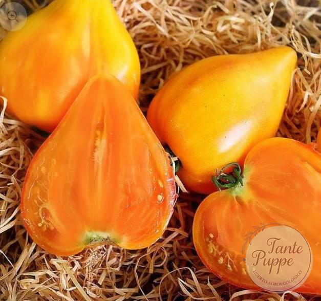 Tomate Corazón de Buey Naranjo