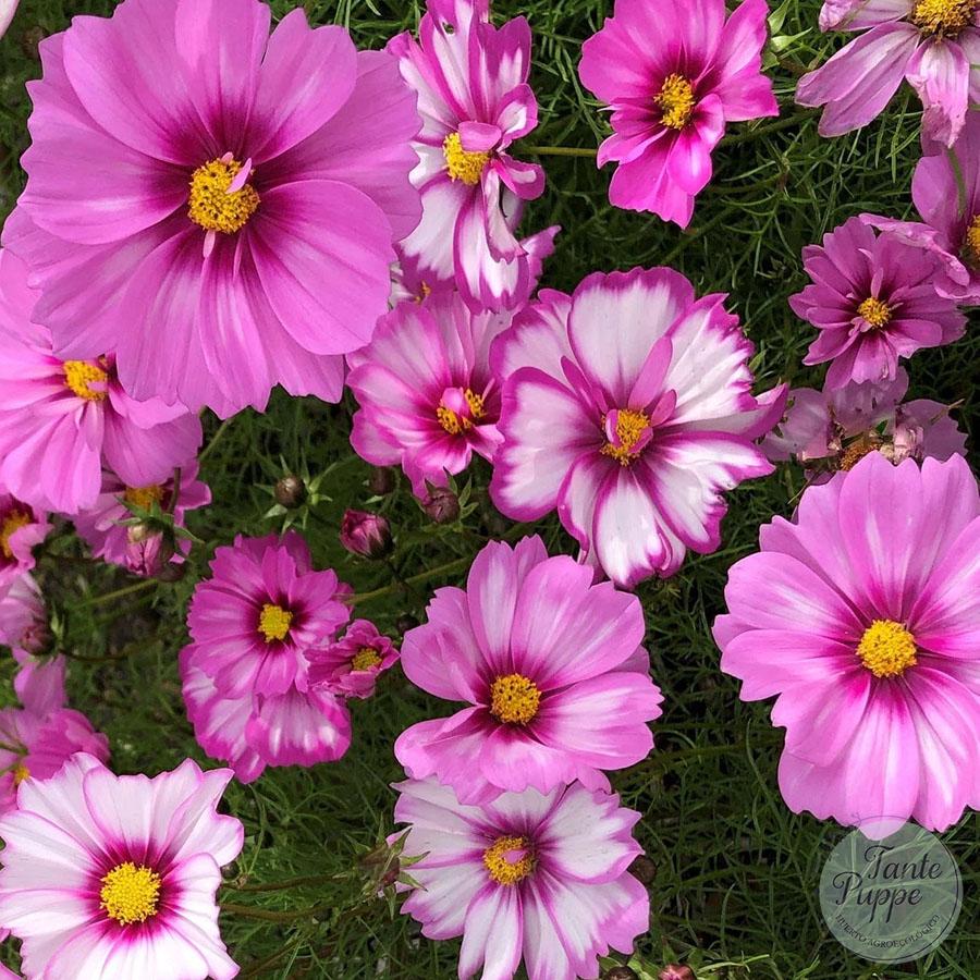 Cosmos mix rosa y blanco