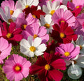 Cosmos Sensation mix