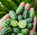 Semillas cucamelon