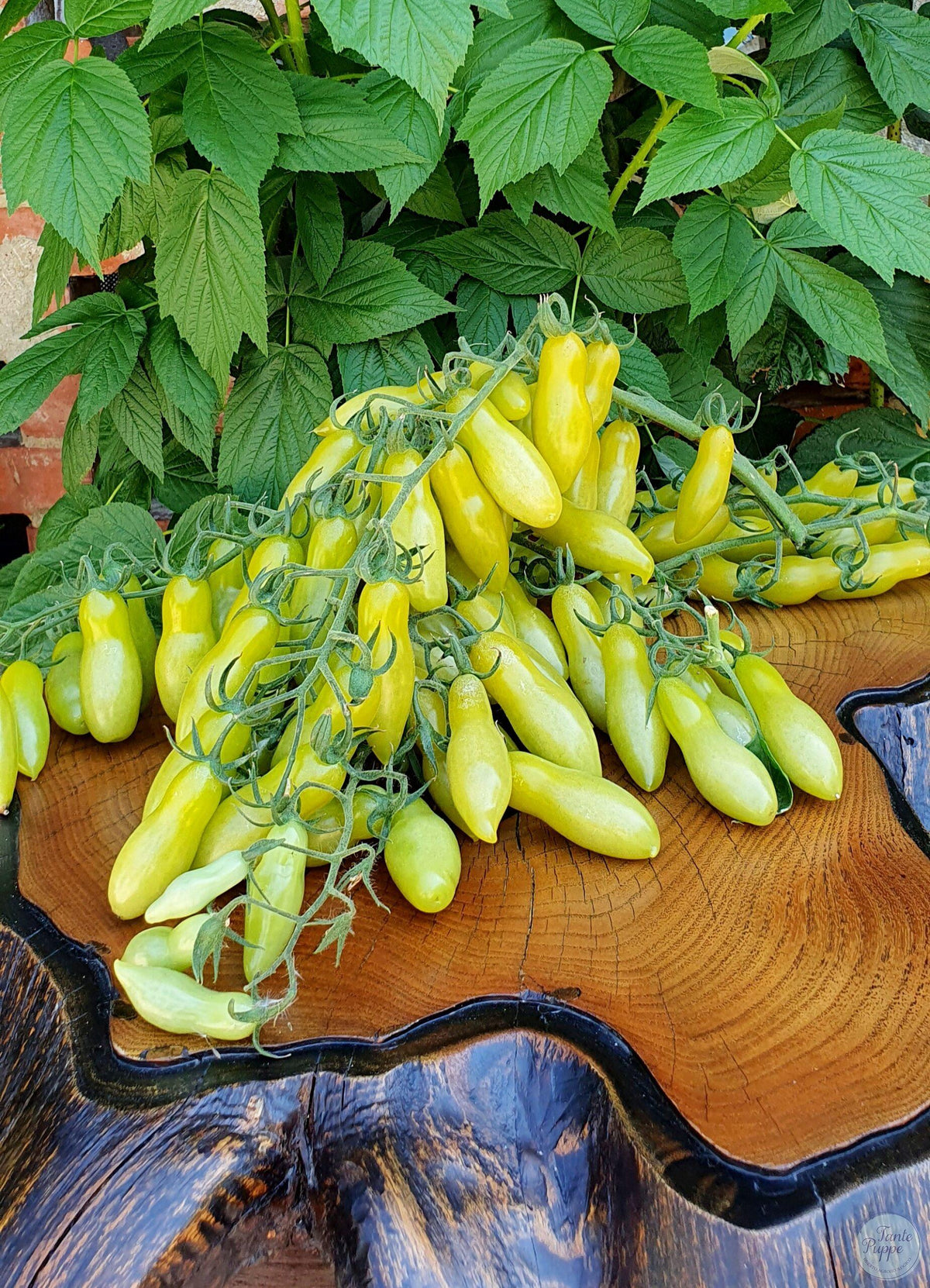 Tomate Dancing Green Fingers