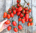 Tomate Daterinni Rosso