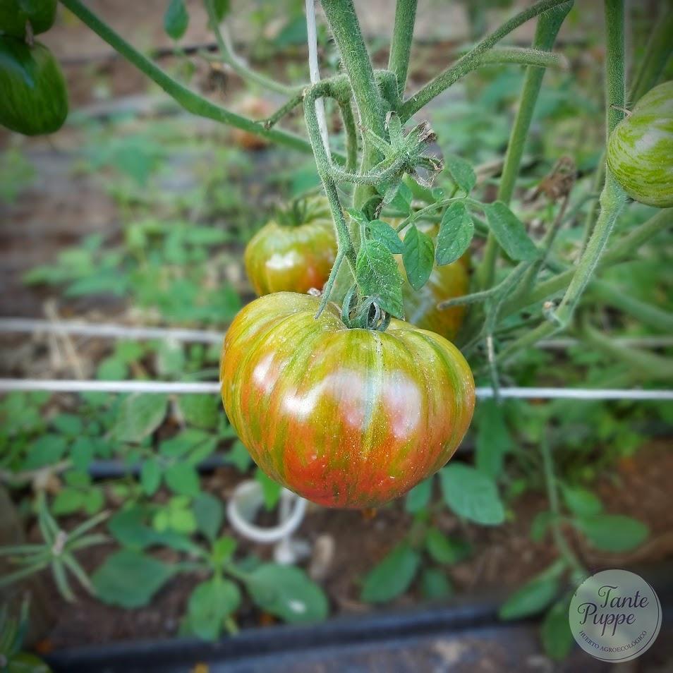 Tomate Doble luz