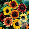 Girasoles mix