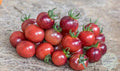Tomate Glossy Rose Blue