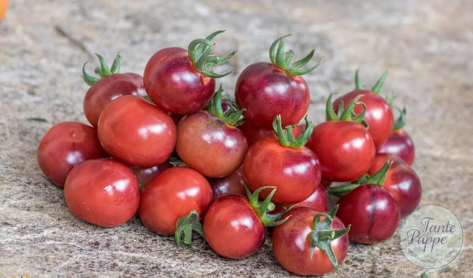 Tomate Glossy Rose Blue