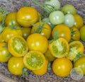 Tomate Gobstopper