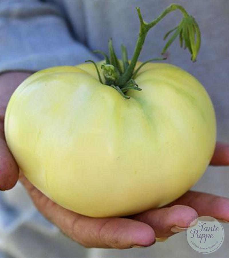 Tomate Great White