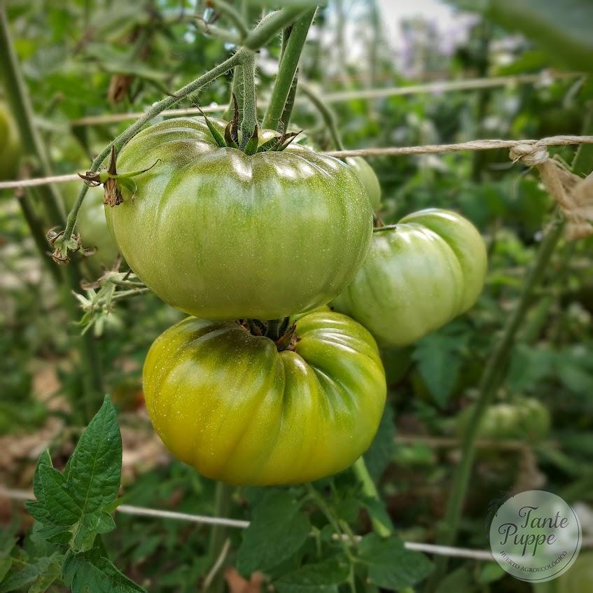 Tomate Green Giant