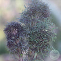 Kale Feathered Frills