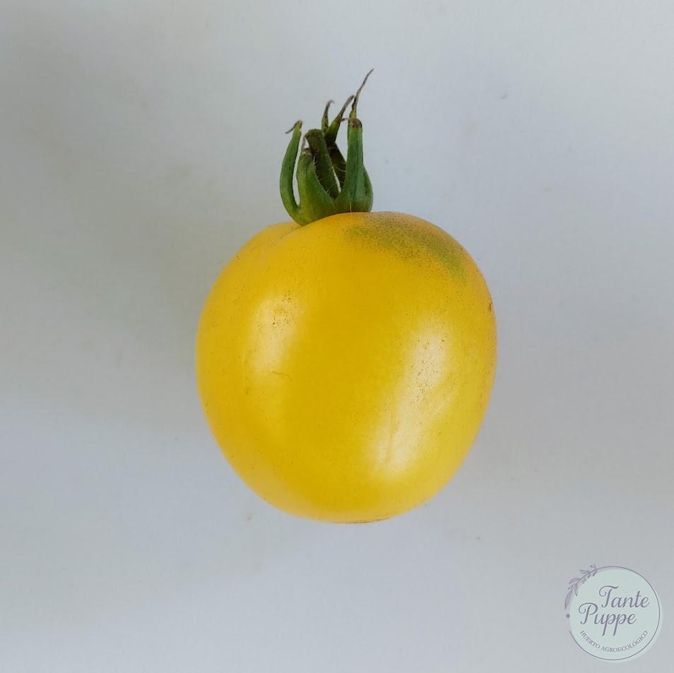 Tomate Lima