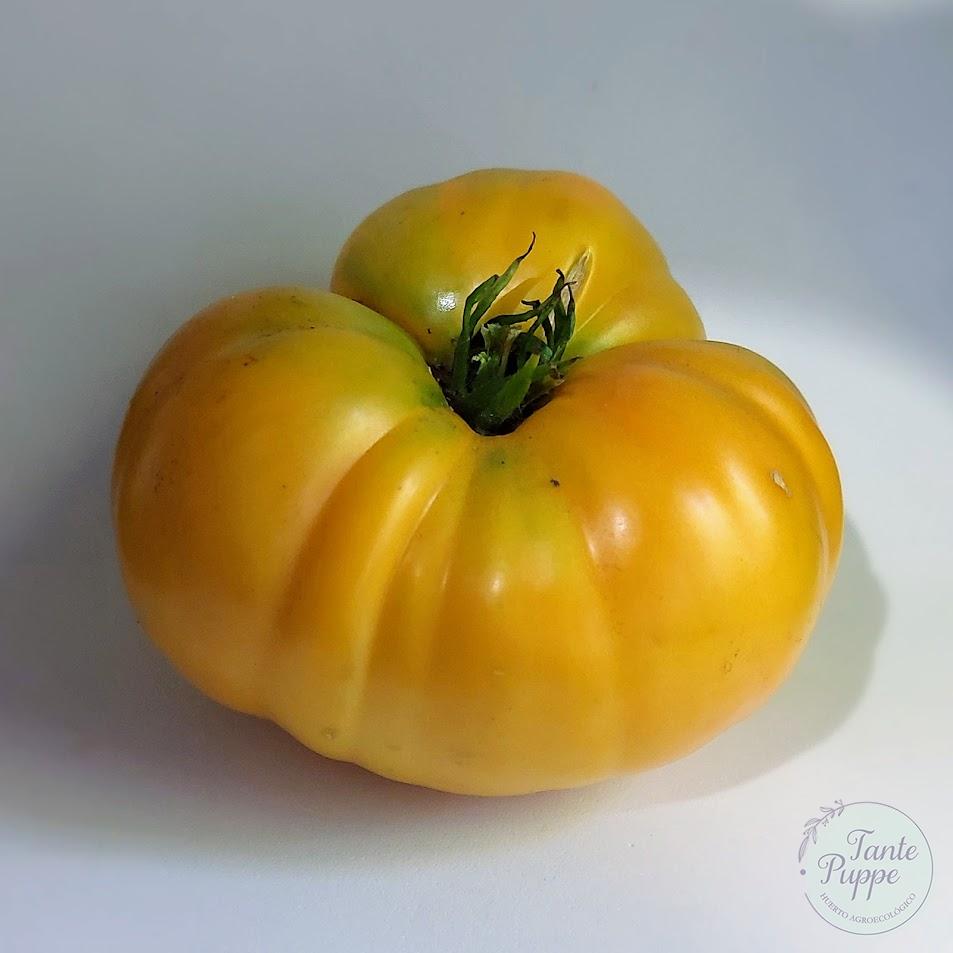Tomate Limachino amarillo