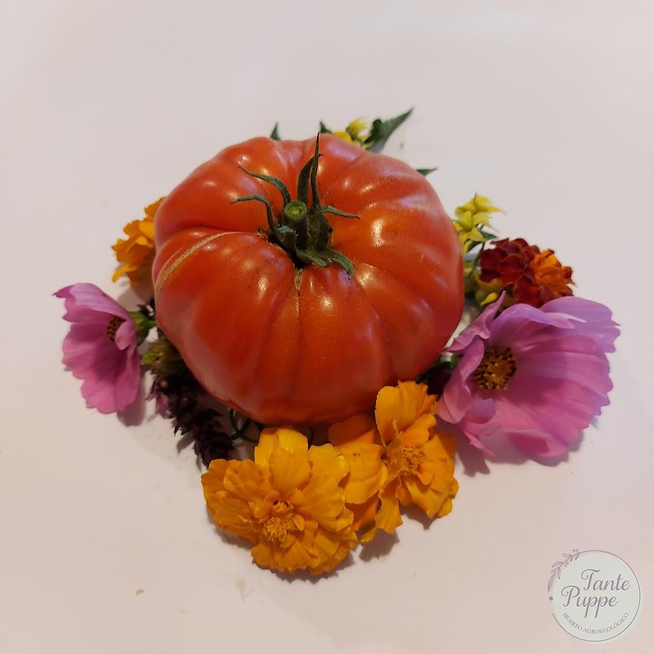 Tomate Limachino rojo