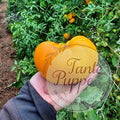 Tomate Limachino naranjo